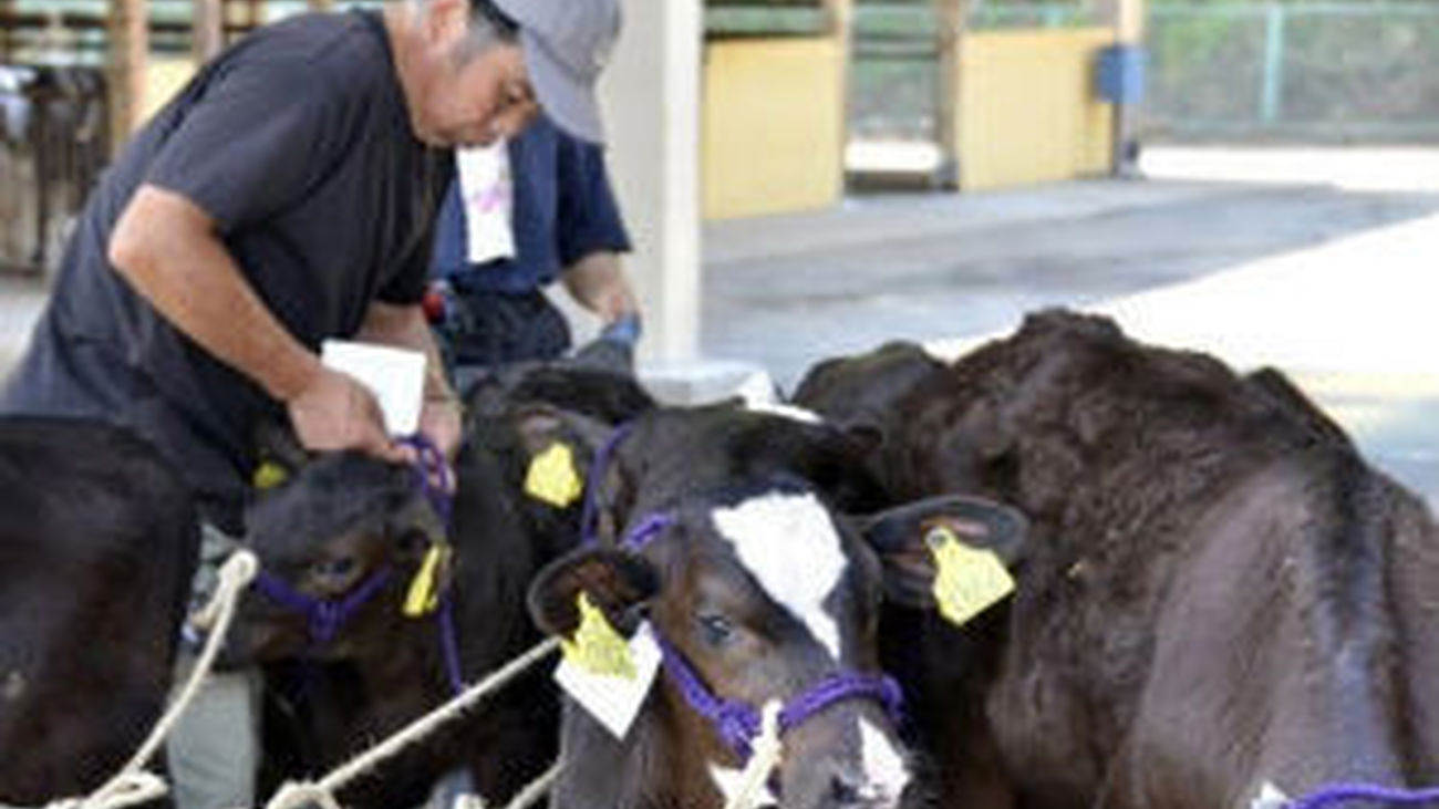 El Gobierno japonés prohíbe la distribución de carne vacuna de Fukushima