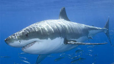 Tiburones: de depredadores a víctimas