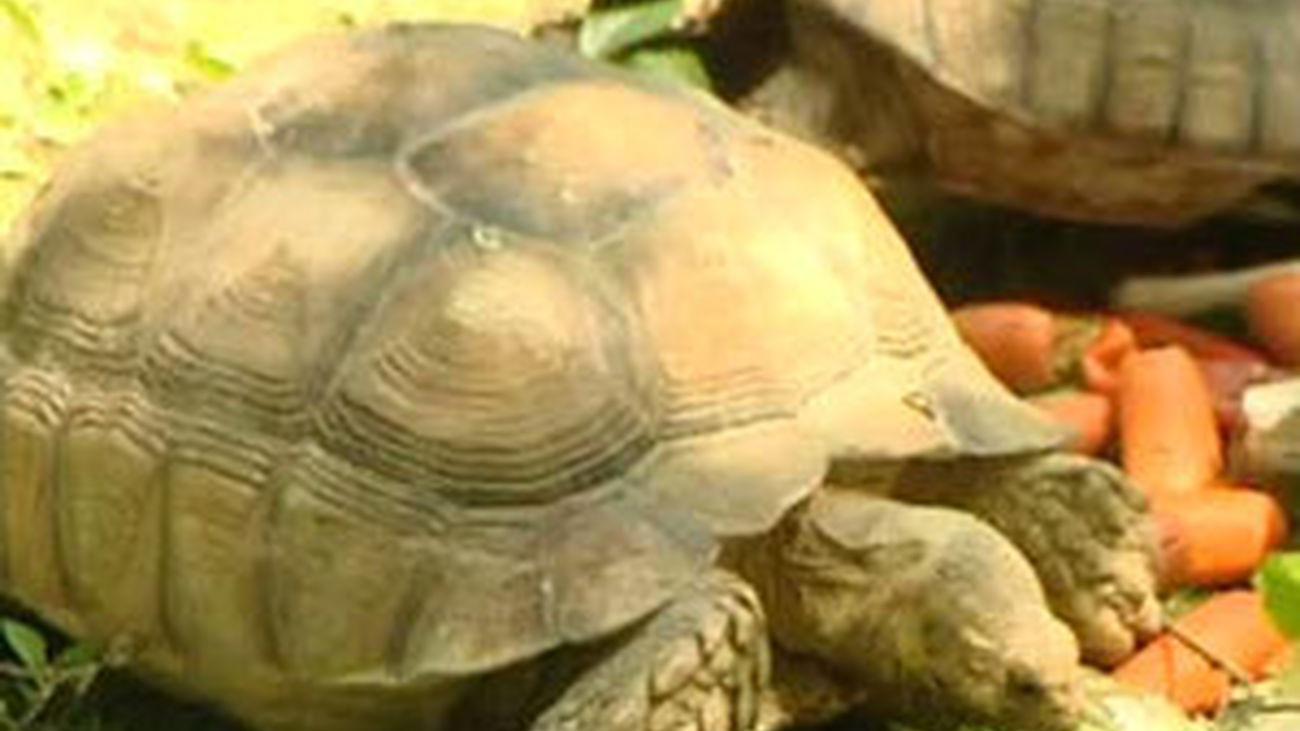 Así se refrescan los animales del zoo