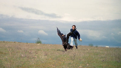 La Comunidad de Madrid reintroduce cuatro ejemplares más de buitre negro en los Pirineos