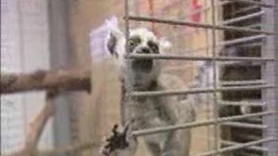 Un lémur se salva de la caída en Faunia