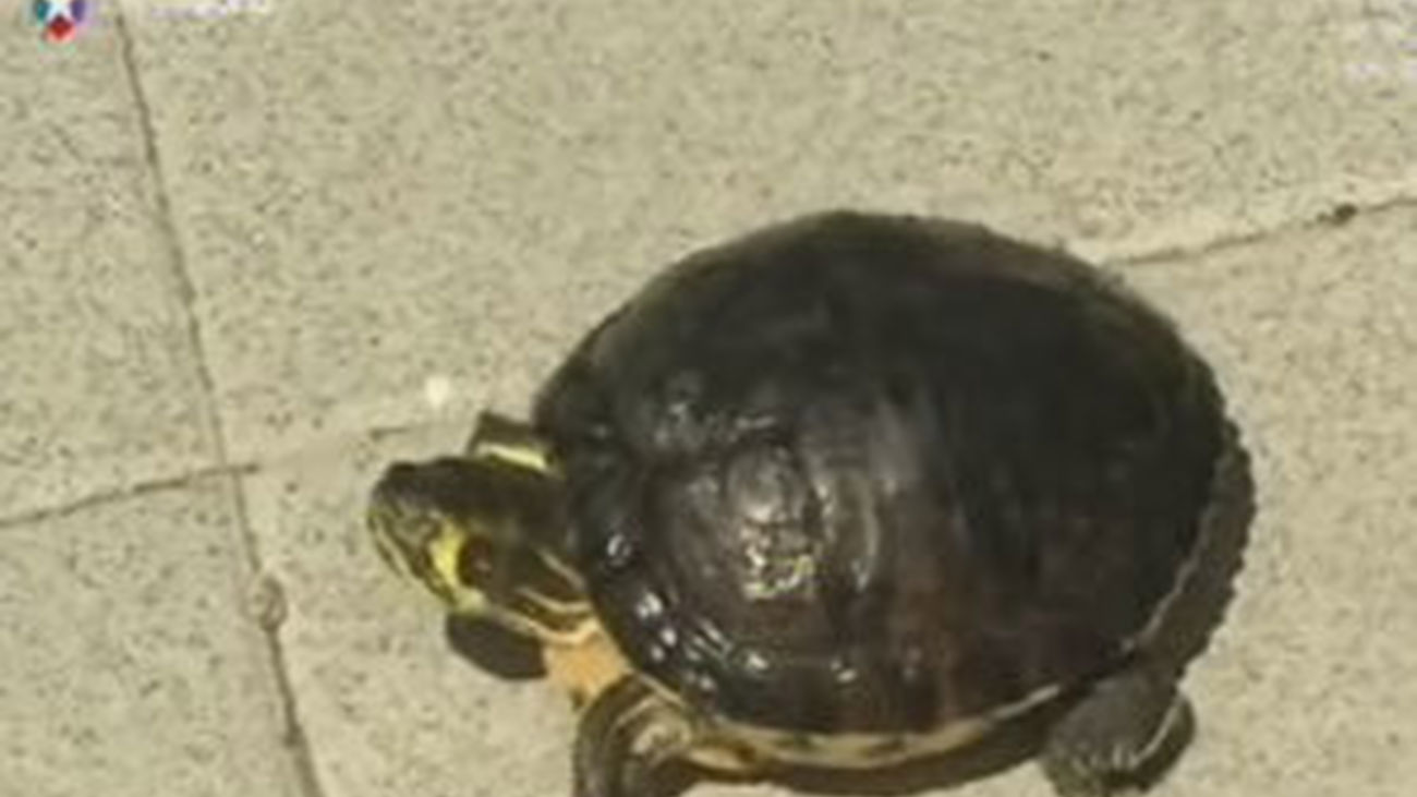 Una tortuga suelta en un polígono