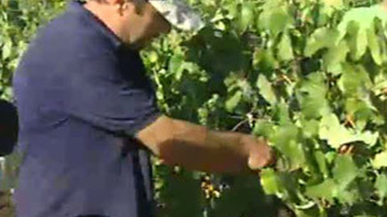 De vendimia en Navalcarnero