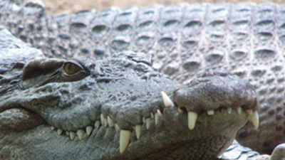 Un niño de 12 años muere devorado por un cocodrilo en Australia