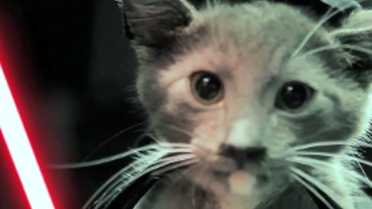 Multas de hasta 1.500 euros en Pinto por alimentar gatos sin autorización