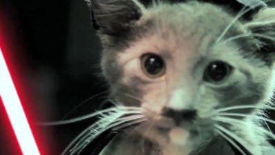 Multas de hasta 1.500 euros en Pinto por alimentar gatos sin autorización