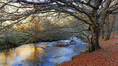 La Comunidad inicia en el Hayedo de Montejo el programa rutas guiadas en otoño