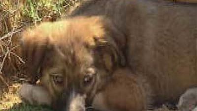 El abandono de mascotas será sancionado con multas de hasta 30.000 euros