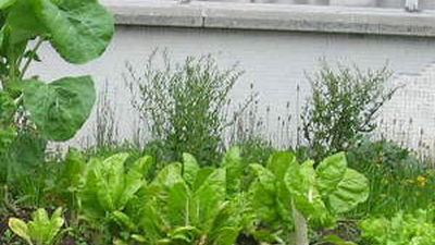 Paseo en bicicleta por los huertos de Madrid