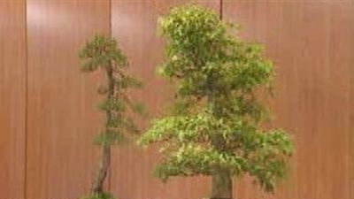 Los mejores bonsais de la Comunidad en la Rosaleda del Parque del Oeste