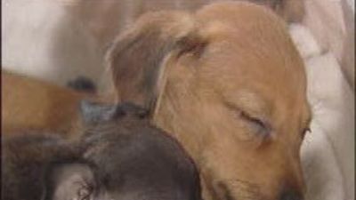 Aumentan las multas para combatir el maltrato animal