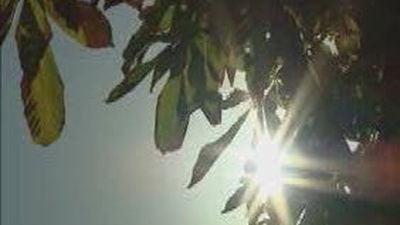 Preparar la navidad en mangas de camisa