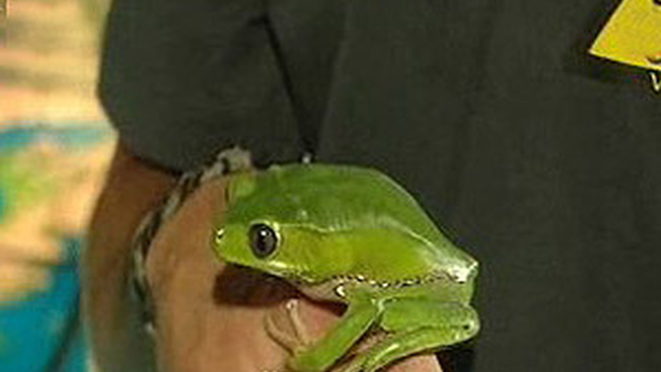 Así es la nueva ley sobre animales domésticos