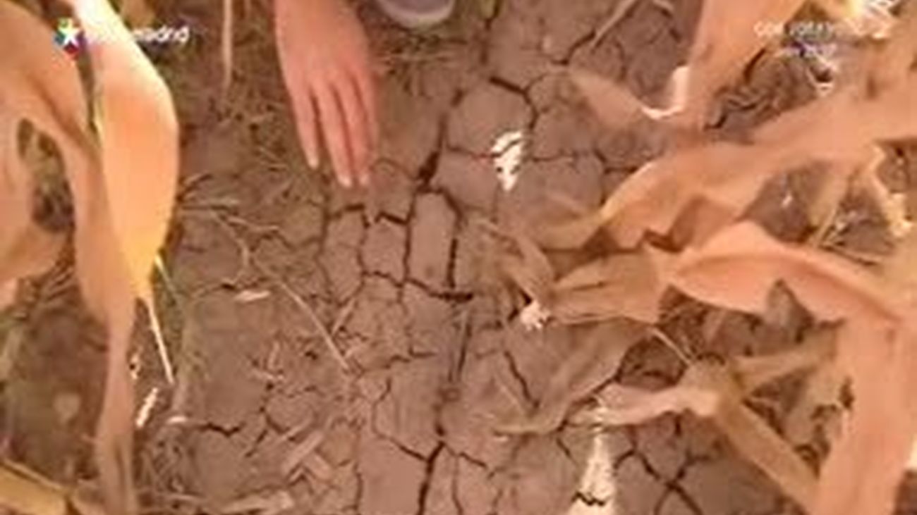 Sequía en el campo