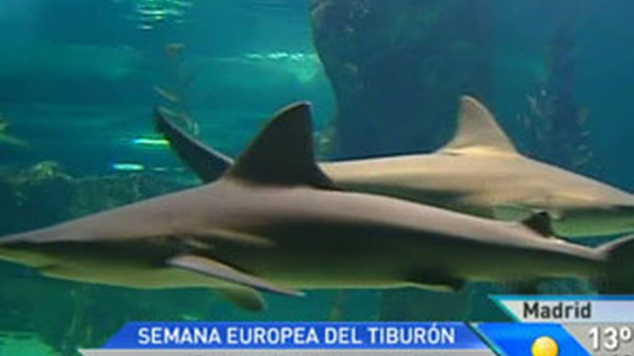 Tiburones en Madrid