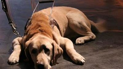 El alcalde de Boadilla visita las instalaciones de la Fundación ONCE del Perro Guía