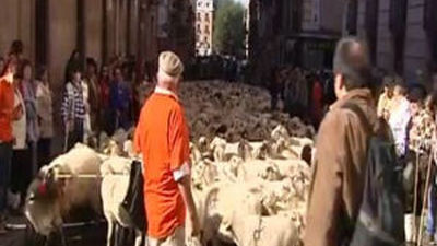 Las ovejas merinas cruzarán Madrid el domingo en la Fiesta de la Trashumancia