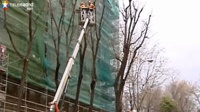 El Plan de Gestión del Arbolado afectará a 13 distritos madrileños esta semana