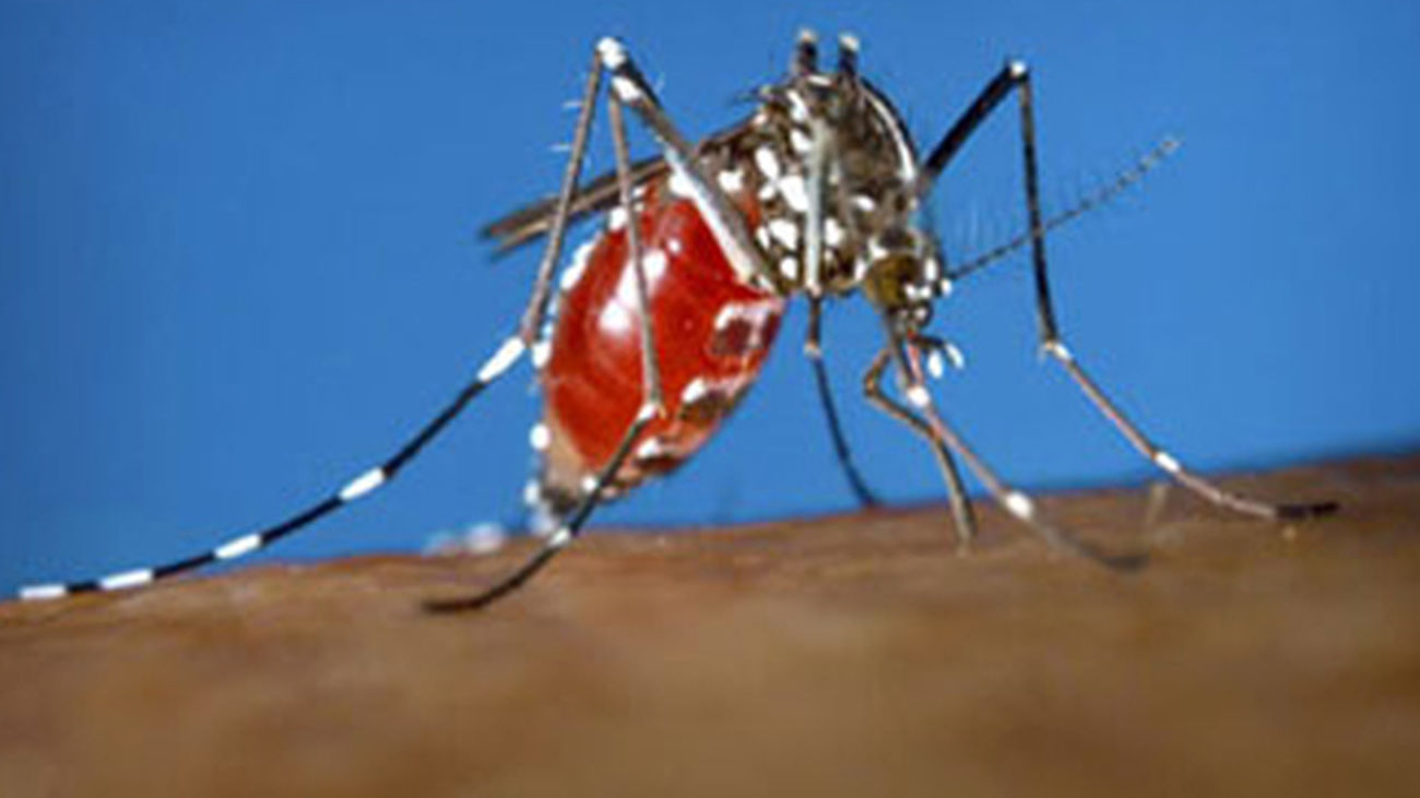 mosquito_tigre