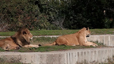 Los cuidadores del Zoo rescatan a un  hombre que saltó al foso de los leones