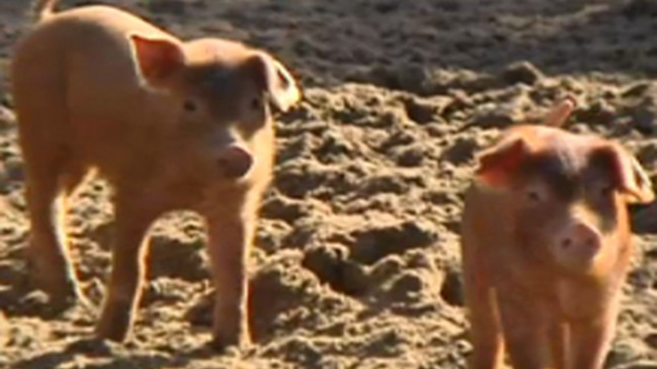 Jamón, lo más deseado en Navidad