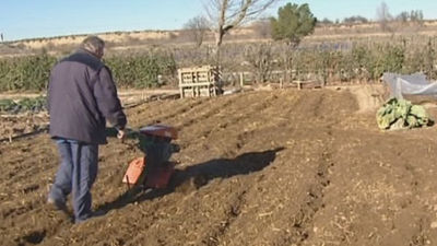 Los huertos ecológicos que la Comunidad alquila a 15 € tienen lista de espera