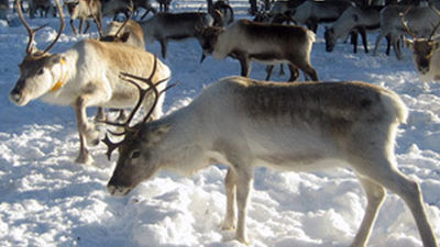 Madrileños por el Mundo: Laponia
