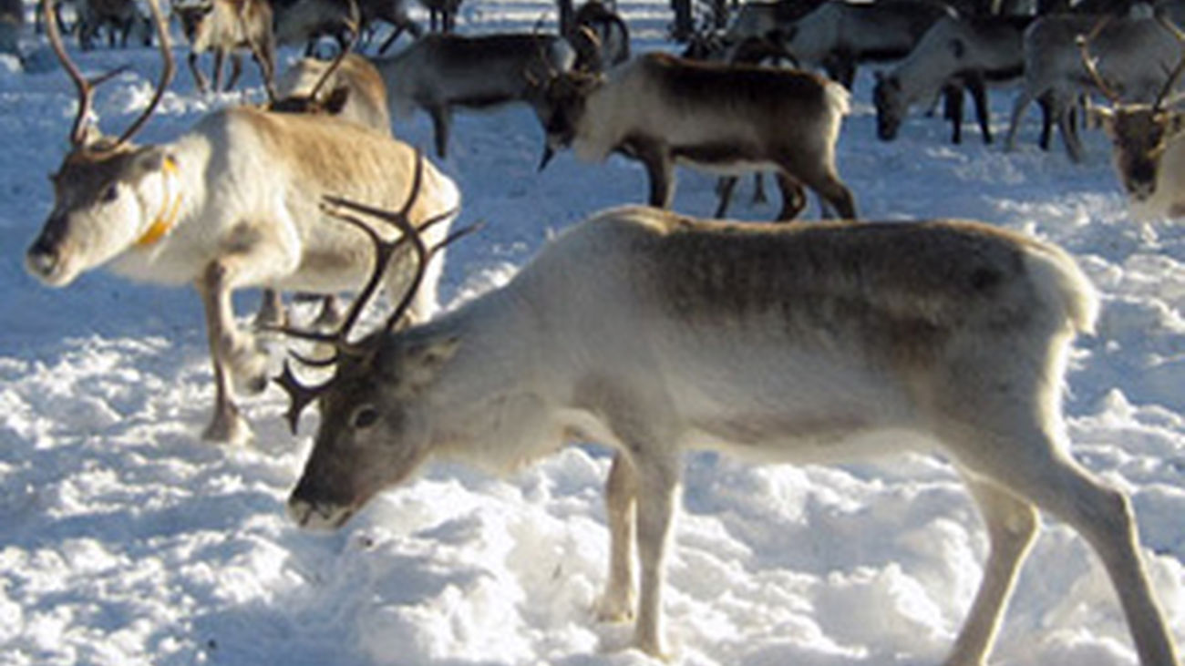 Madrileños por el Mundo: Laponia
