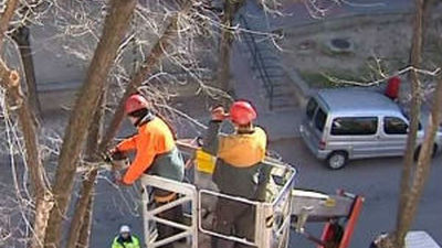 Unas 80 calles de 17 distritos de Madrid sufren cortes y desvíos por la poda del arbolado