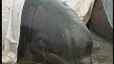 Cuarenta ballenas piloto siguen varadas en Nueva Zelanda
