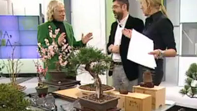 Descubre los bonsais