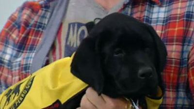 Adoptar a un perro guía