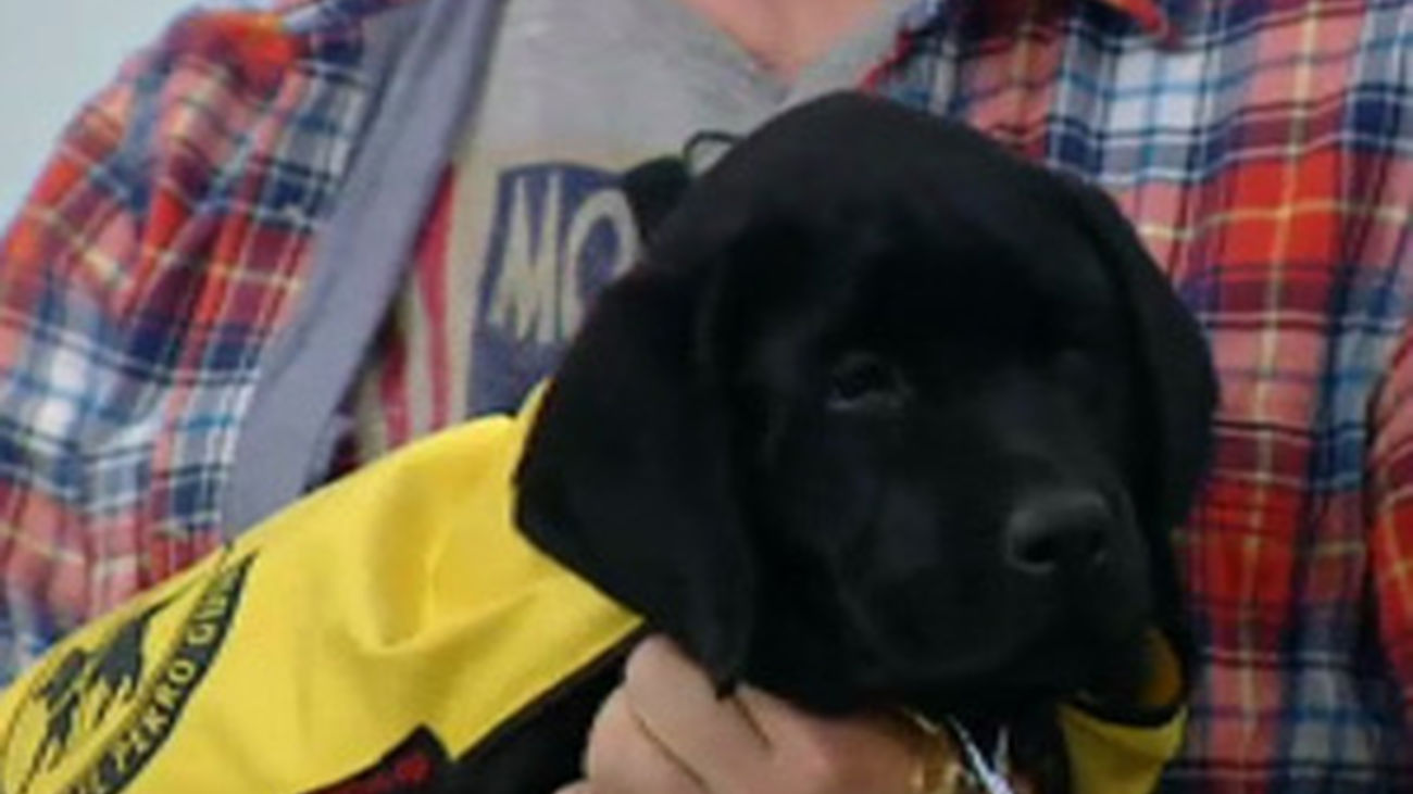 Adoptar a un perro guía