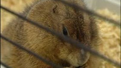 Mascotas a cuerpo de rey