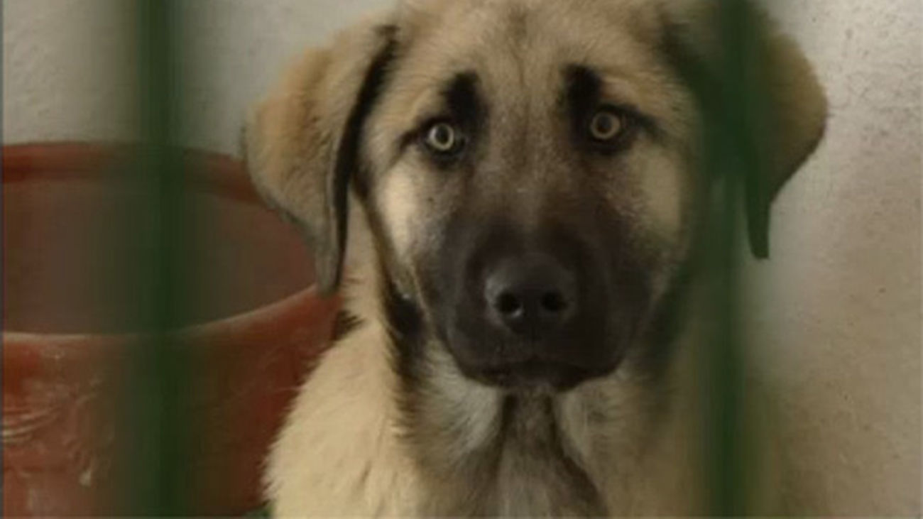 Perros a la espera de adopción