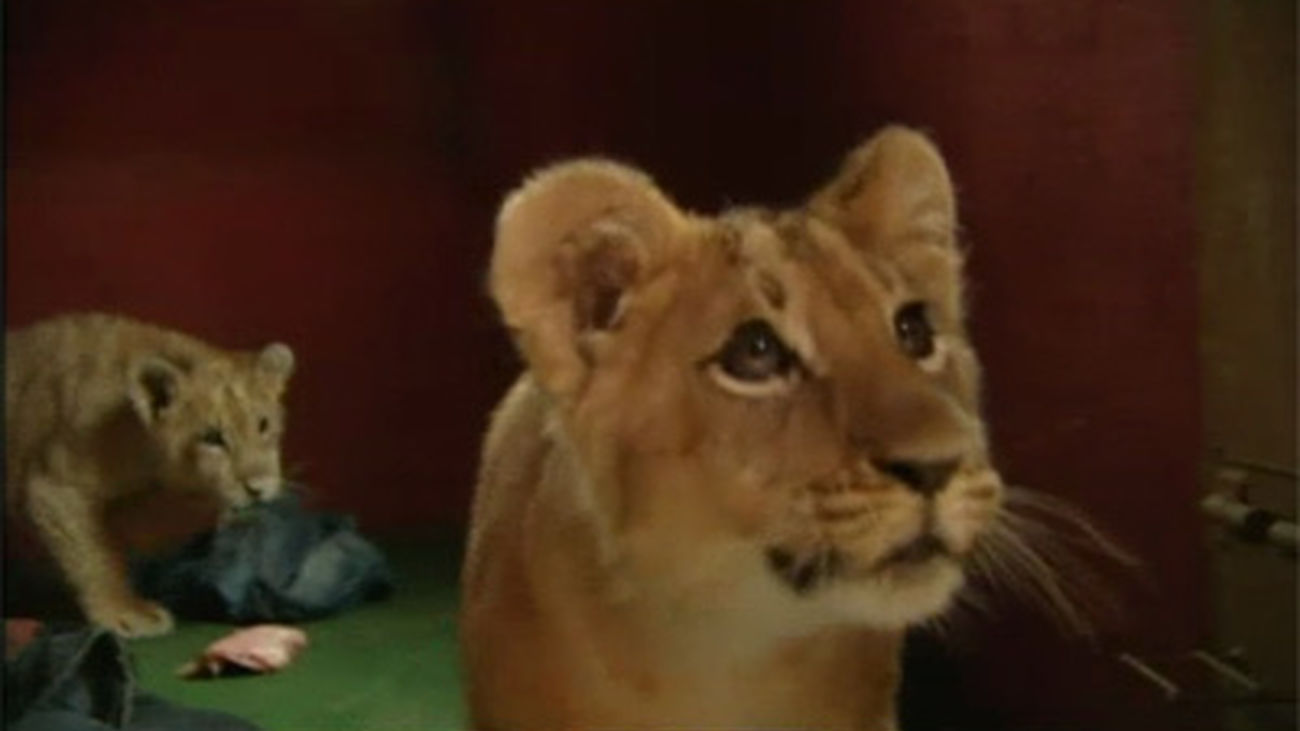 Los animales del safari, bien calentitos