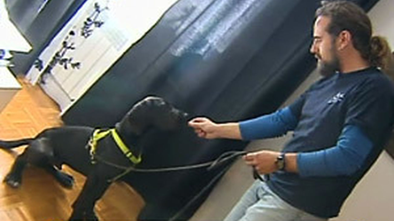 Cachorros obedientes