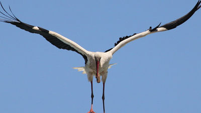 Liberan a dos cigüeñas atrapadas en un reloj solar en Villanueva del Pardillo