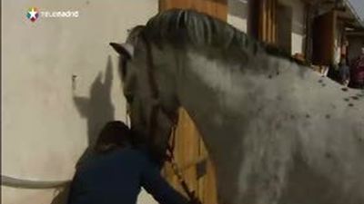 La vida de McGregor, el caballo ciego