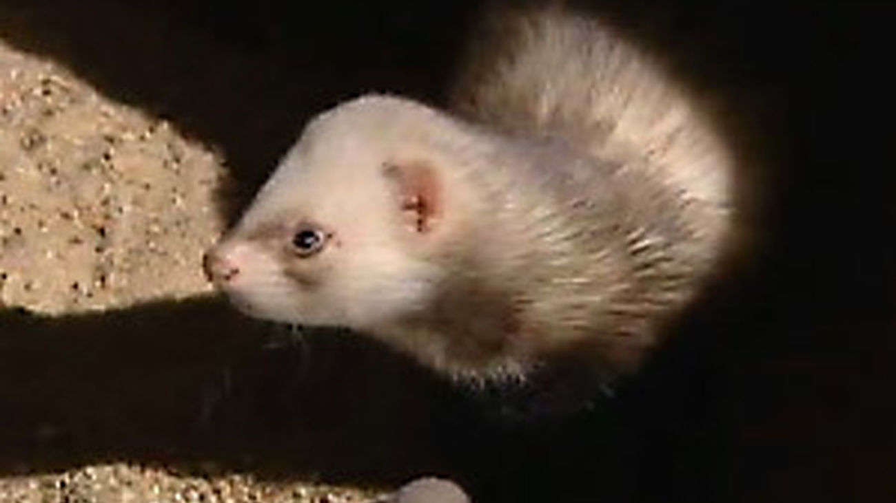 Los otros abandonados