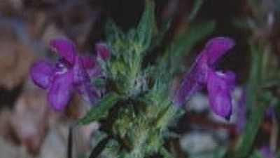 Científicos descubren el potencial antitumoral de una planta común en España