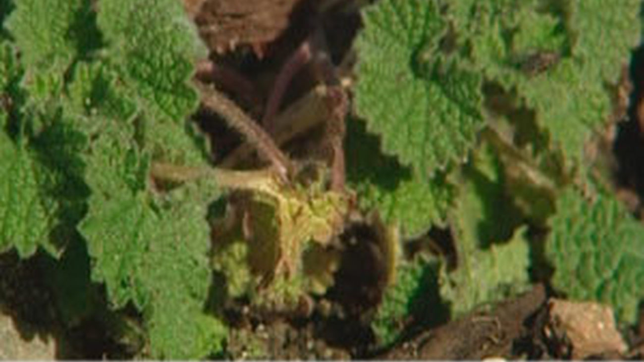 Plantas contra el cáncer