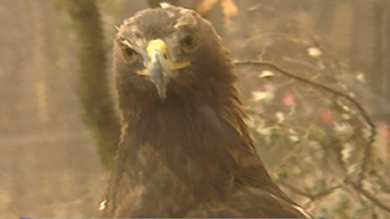 Recuperando el Águila perdicera