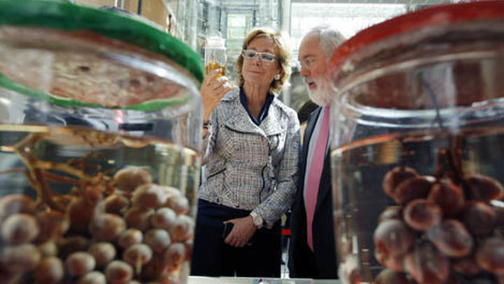 La vendimia en Madrid alcanzará 15,3 millones de kilos de uva, similar a 2011