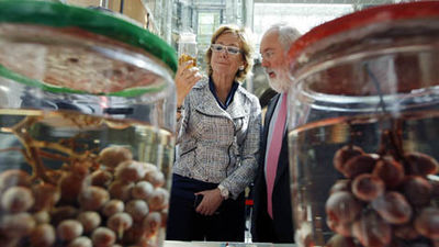 La vendimia en Madrid alcanzará 15,3 millones de kilos de uva, similar a 2011