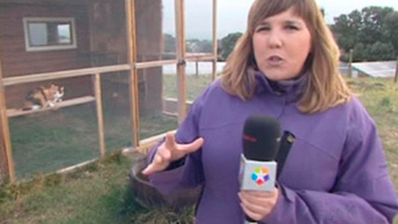 Combatir el estres animal