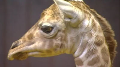 Nace una jirafa en el Zoo de Madrid, la primera de su especie en 35 años