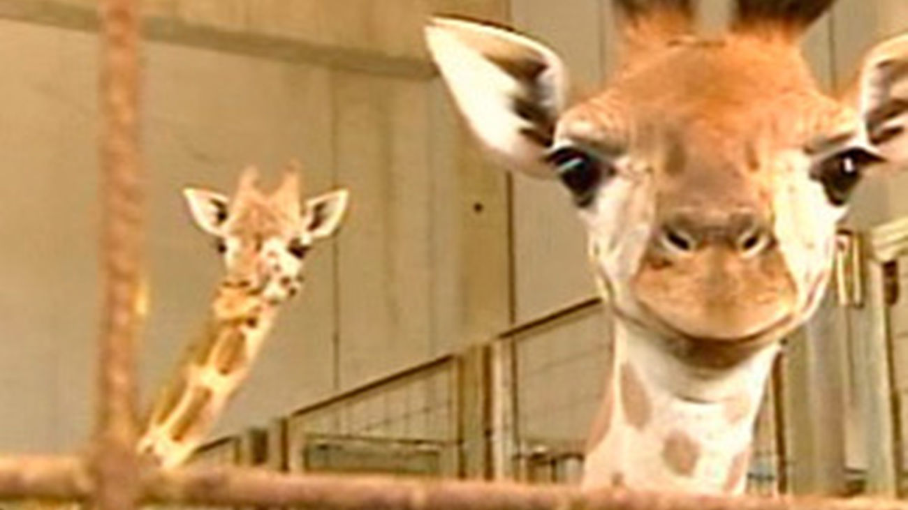 El Zoo tiene un nuevo bebé