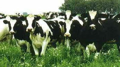 Una vaca produce leche antialérgica
