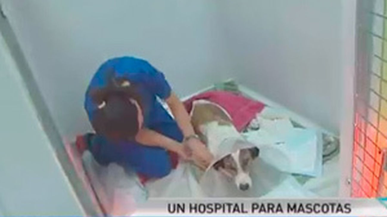 Hospital veterinario 24 horas al día